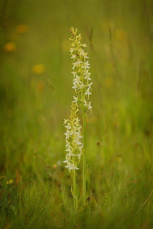 platanthera bifolia., любка двулистная Любка двулистная фото превью
