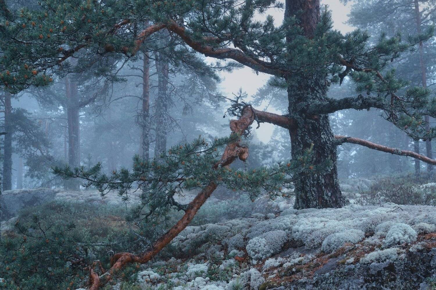, Максим Евдокимов ( www.wildphotorus.ru )