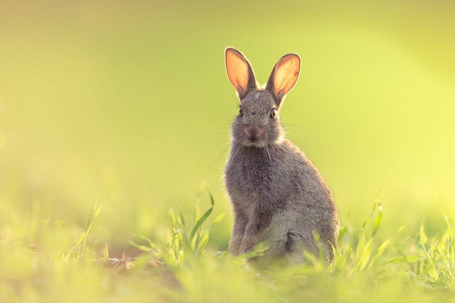 , Marcin Kaczmarkiewicz