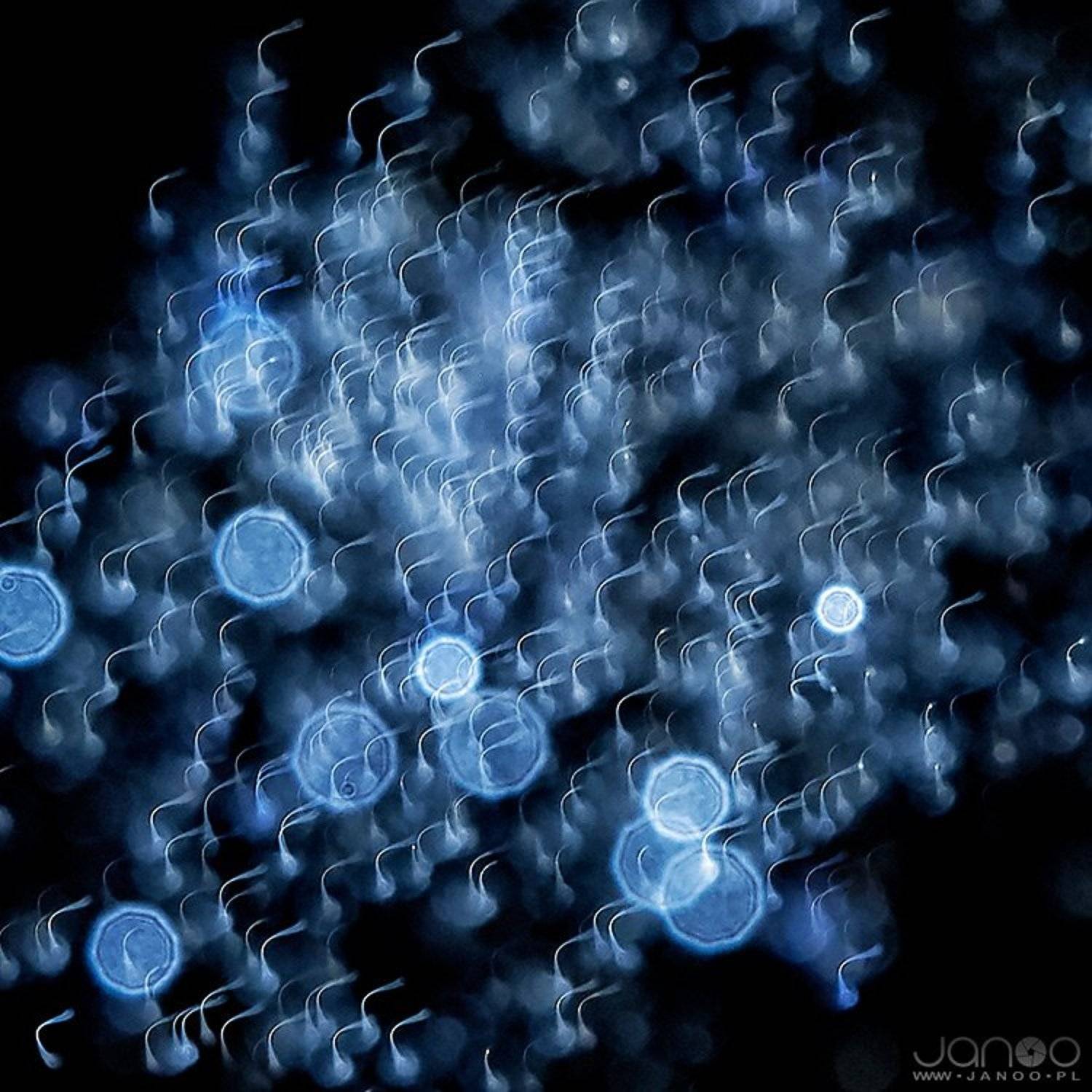 Color, Colorful, Colors, Explosion, Fire, Fireworks, Light, Lights, Night, Sky, Janusz Cedrowicz