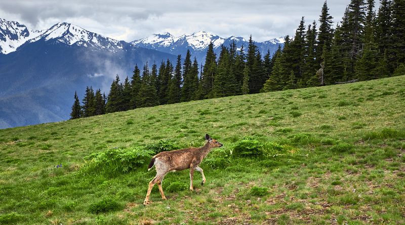 Bambi фото превью
