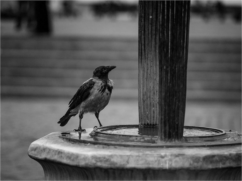 фото фото превью