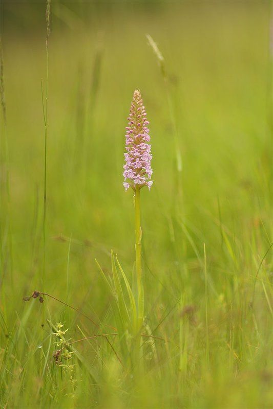 Кокушник комарниковый фото превью