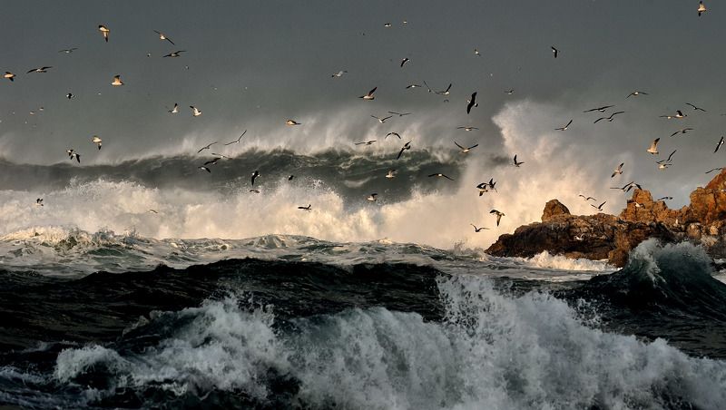 Waves and seagulls фото превью