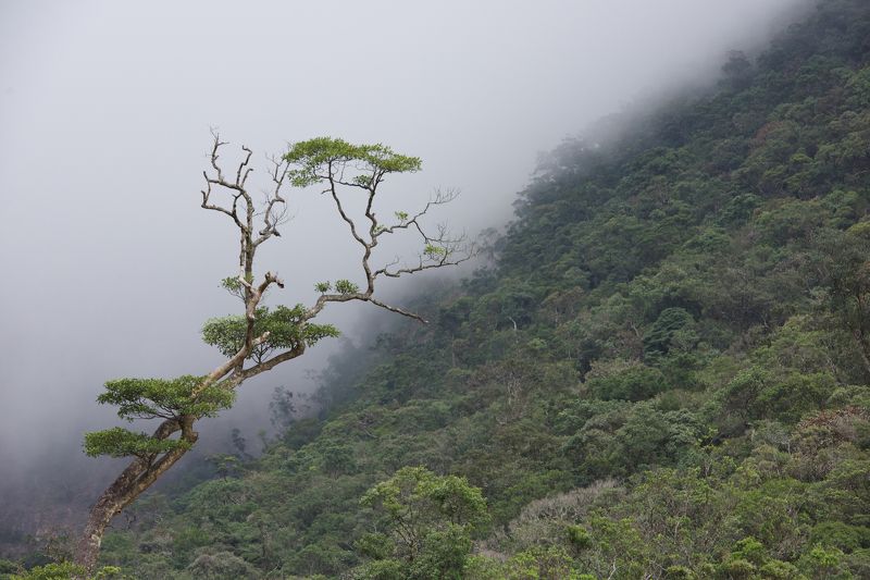 горы, пейзаж, путешествия, далат, вьетнам, никон, d810, природа, travel, vietnam, dalat, mountains, nature, nikon В горах Вьетнама фото превью