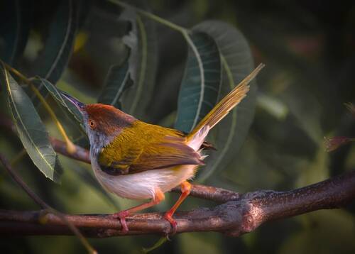 Songbird