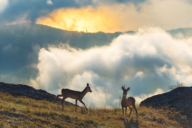 Однорогий и подружка фото превью