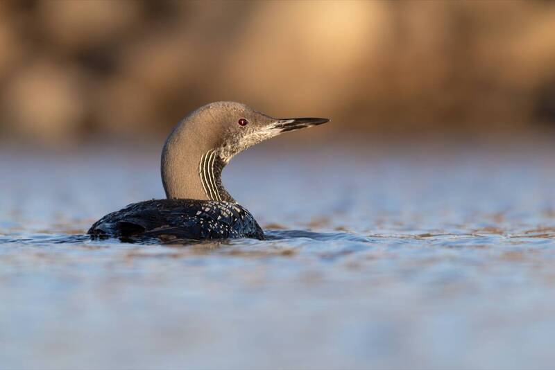 чернозобая гагара, гагара, птицы Чернозобая гагара фото превью