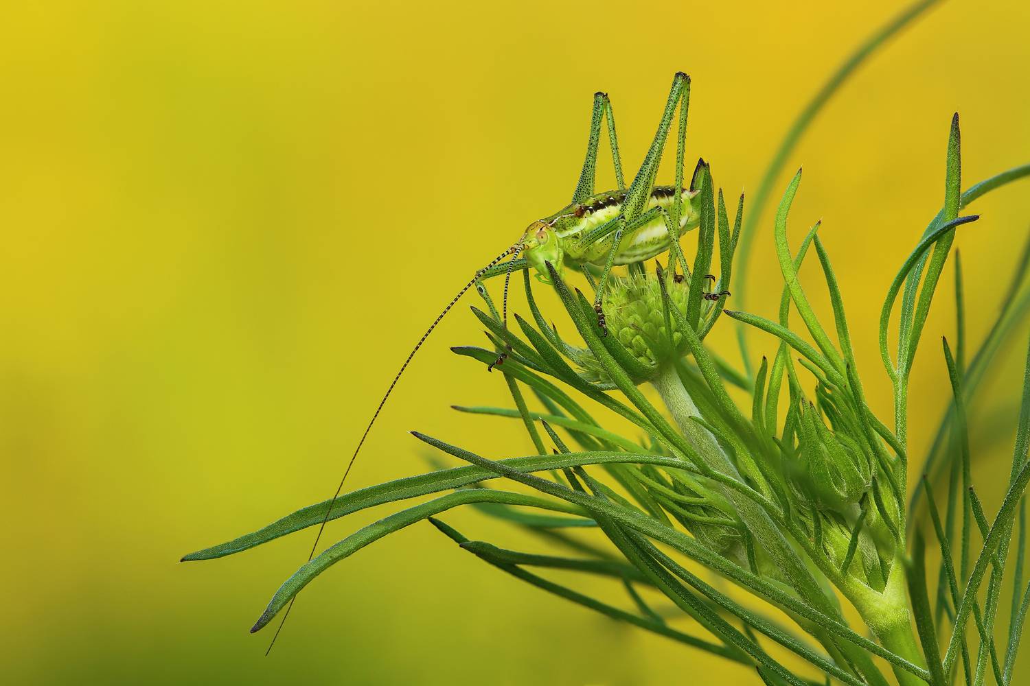 природа, животное, растение, цвет, фото, зеленый, кузнечик, трава, макро, Шаповалов Андрей