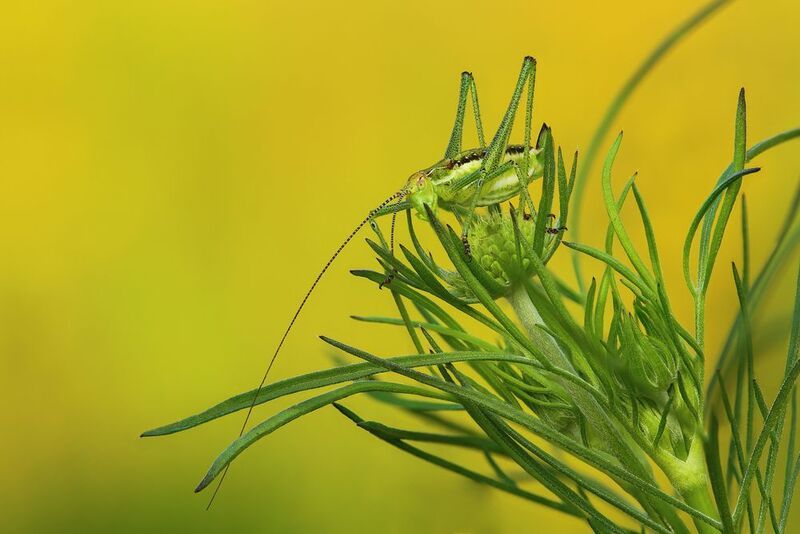 Кузнечик фото превью