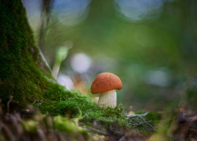 helios, 40  фото превью