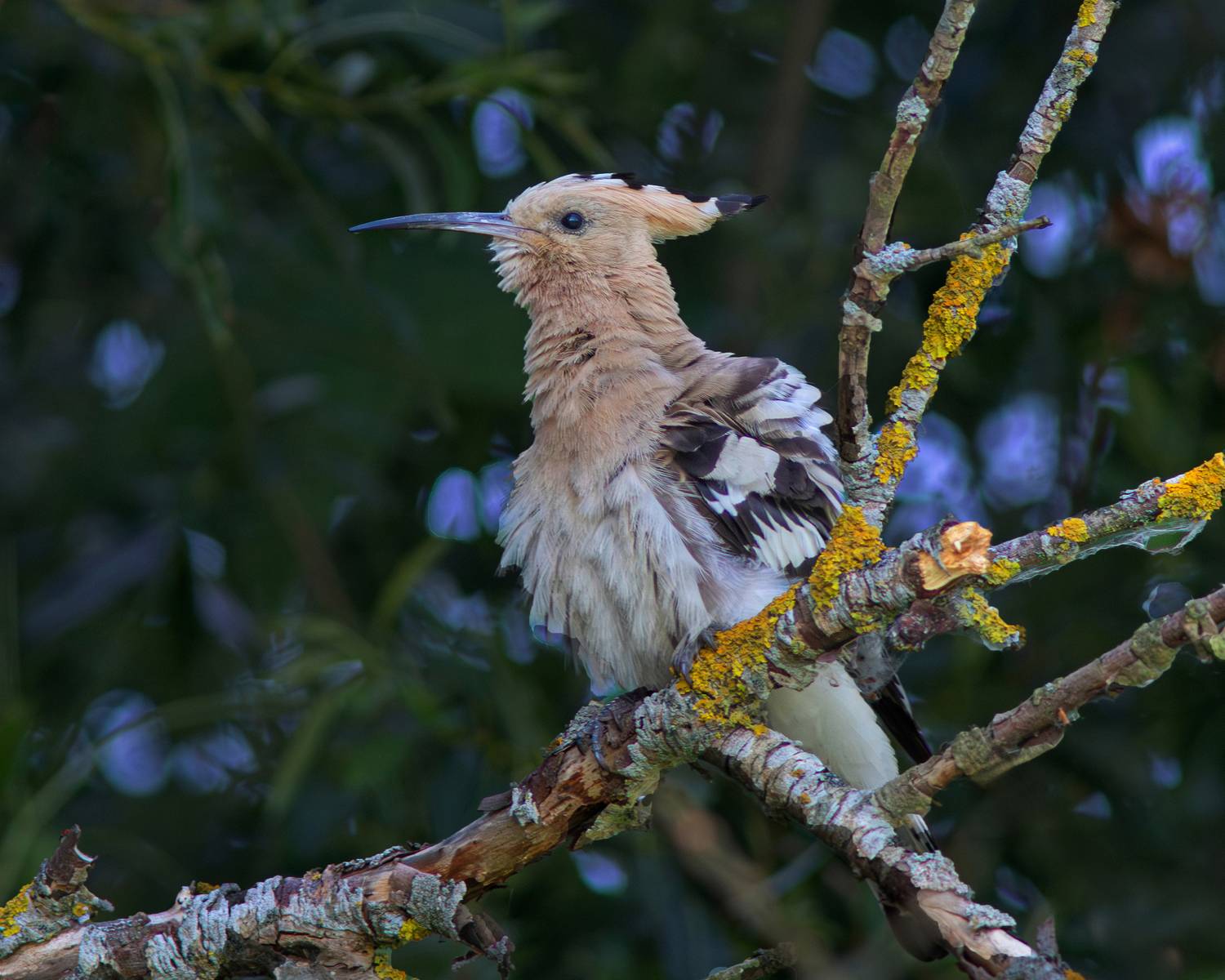 удод, upupa epops, eurasian hoopoe, hoopoe, куршский залив, Бондаренко Георгий