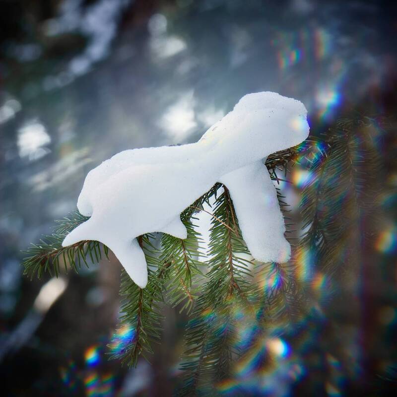 снег, лес, зима Невиданная зверушка фото превью