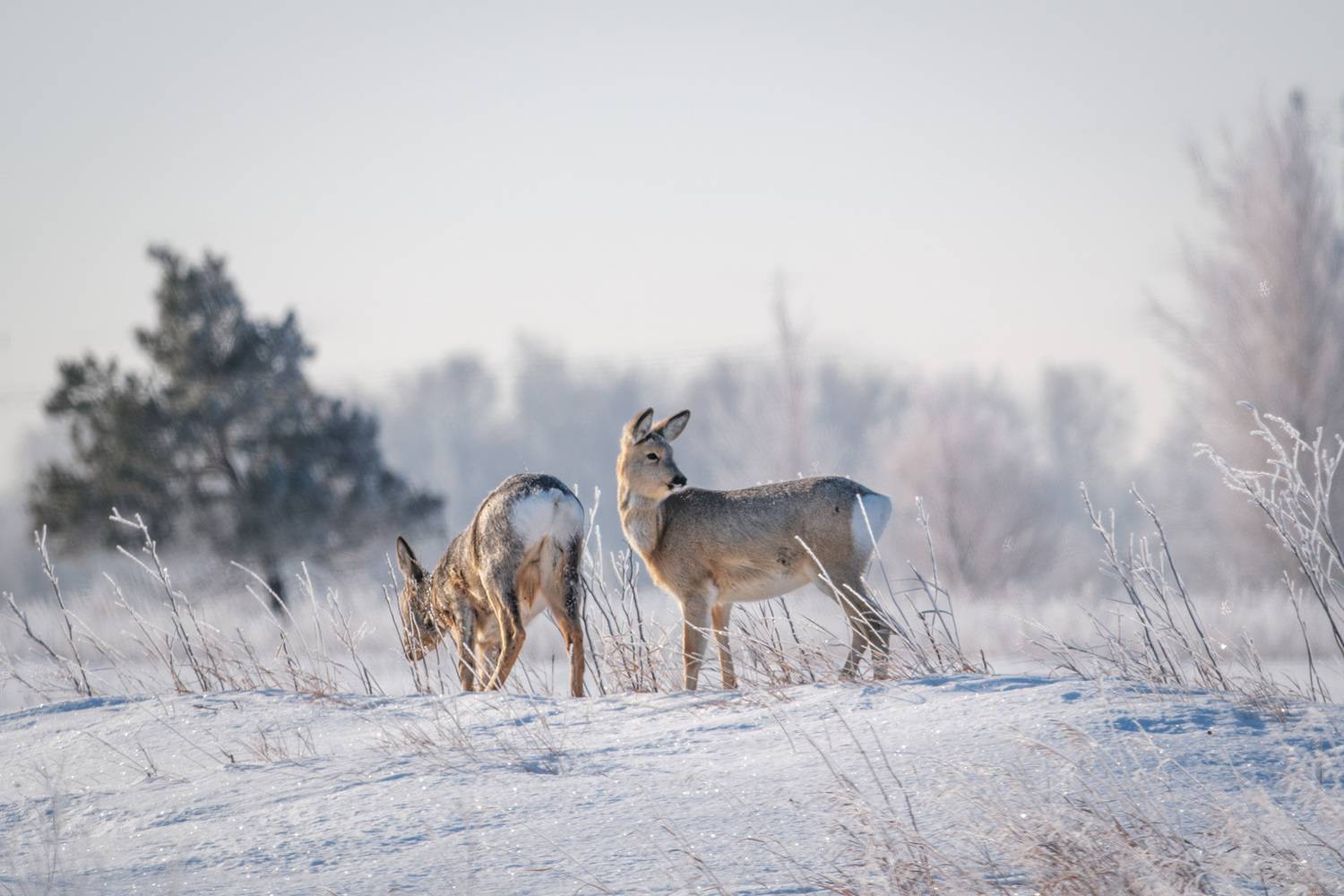 , Бодрягин Виталий