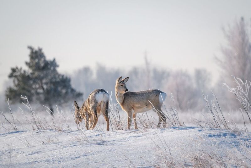 Зимняя открытка фото превью
