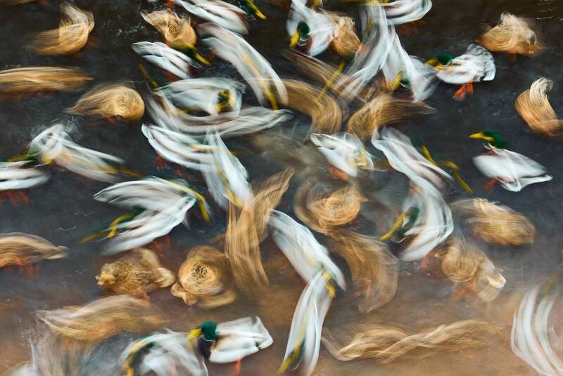 Утиный импрессионизм фото превью