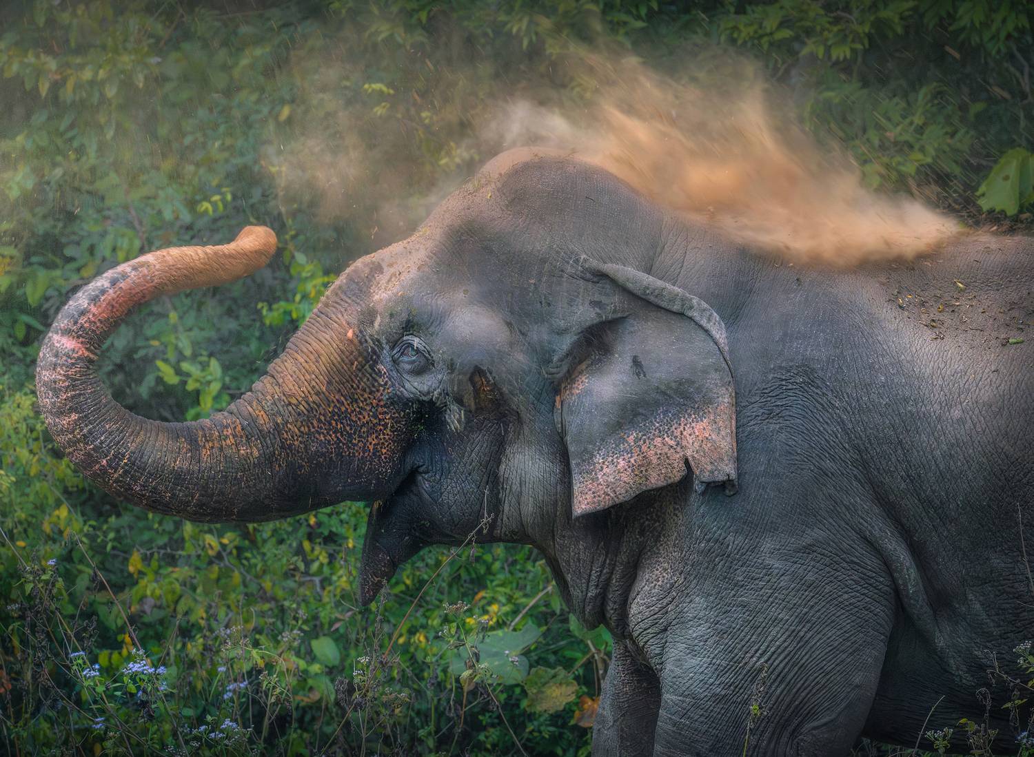 Animal, wildlife, elephant, asia, photography, outdoors, rainforest, dyanmic, moody, forest, Lukas Trixl