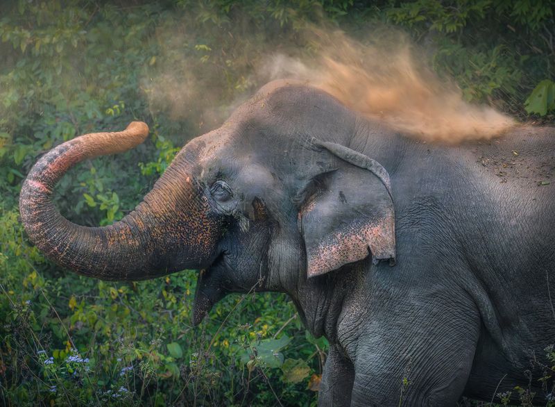 Animal, wildlife, elephant, asia, photography, outdoors, rainforest, dyanmic, moody, forest Wild Asian Elephant  фото превью