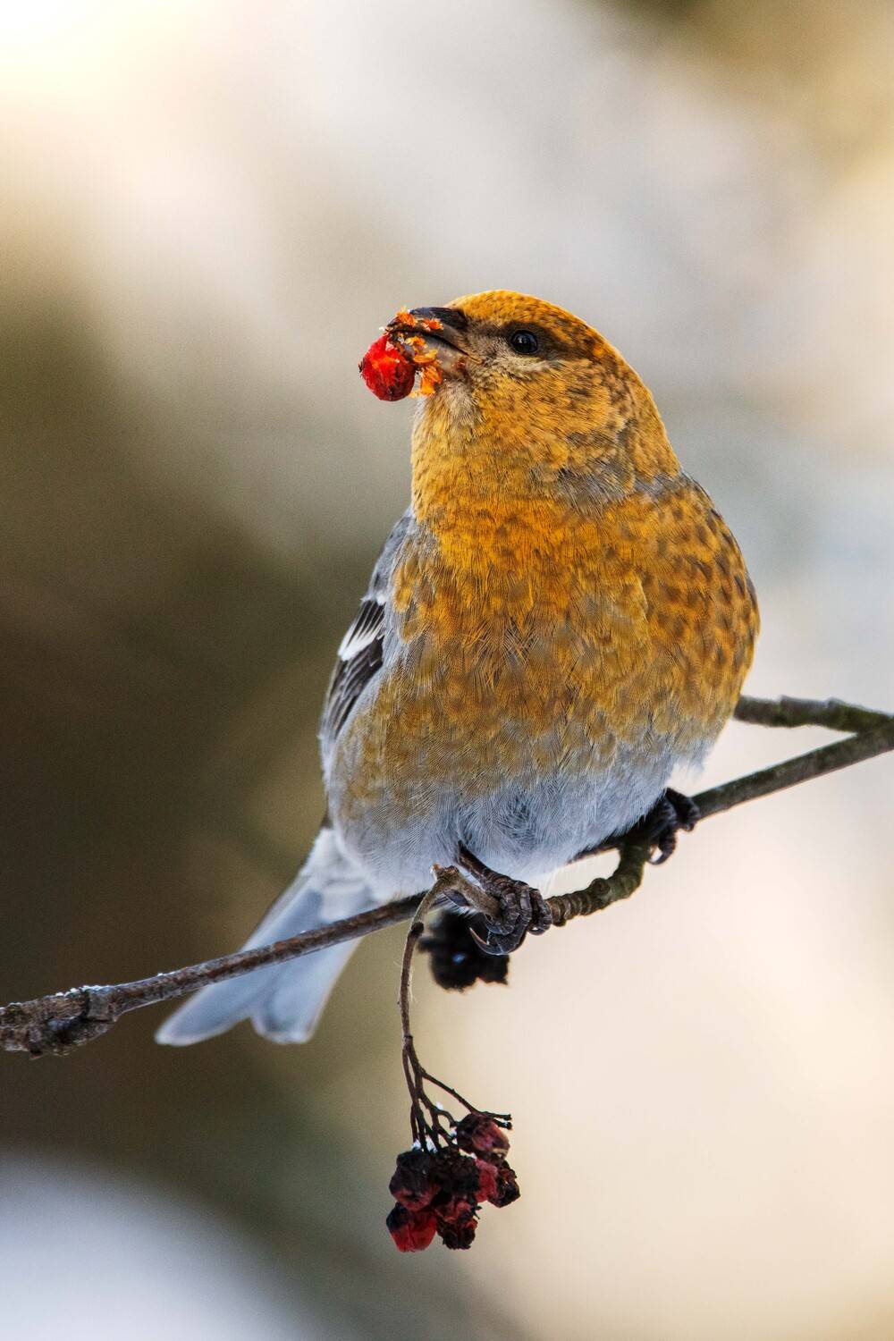 , Павел Ныриков