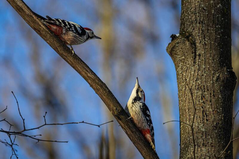 дятлы *** фото превью