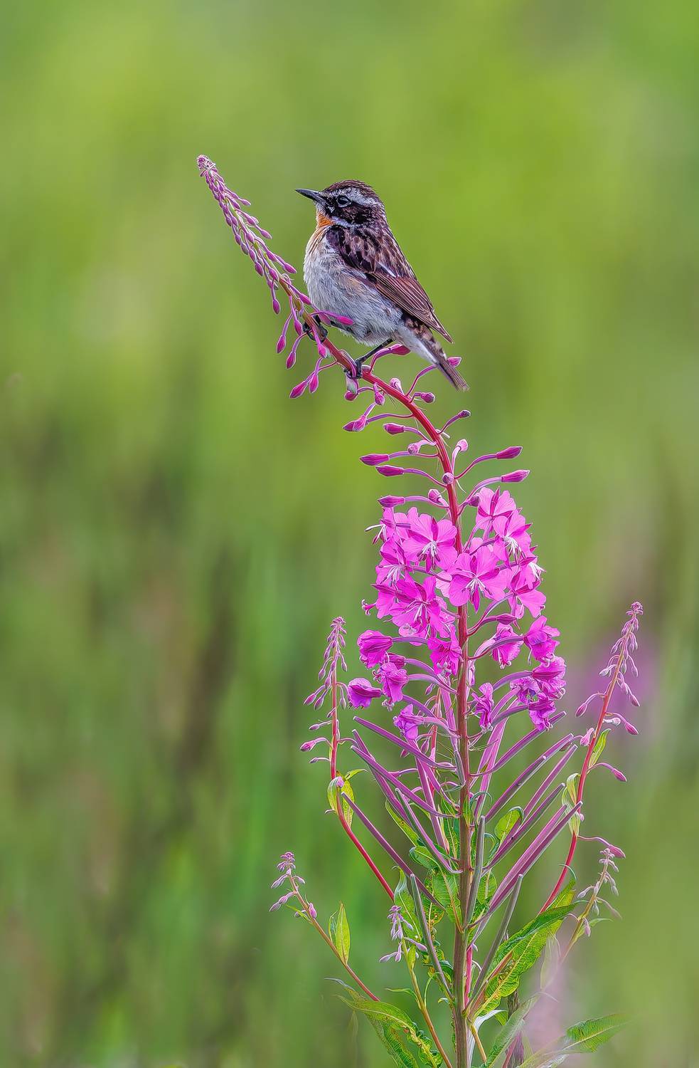 , Кузнецов Дмитрий