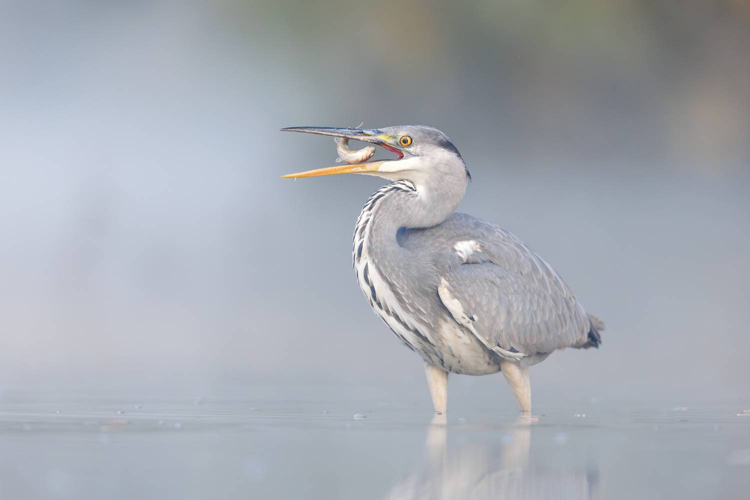 , Антон Науменко