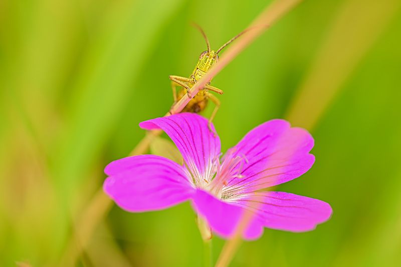 Скромный ухожер фото превью