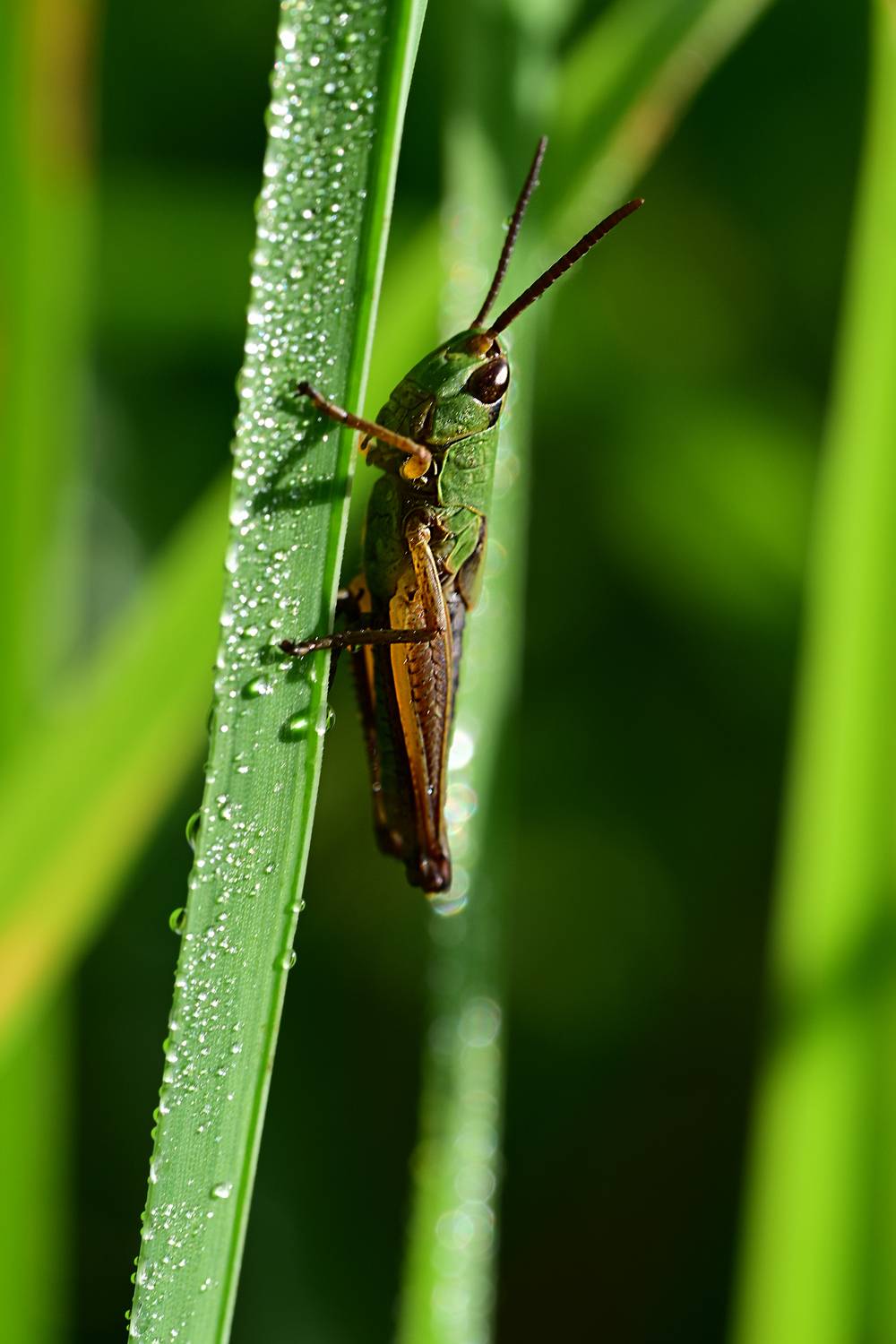 nikon z 9, nikkor z mc 105mm f/2.8 vr s, VadimKOVA