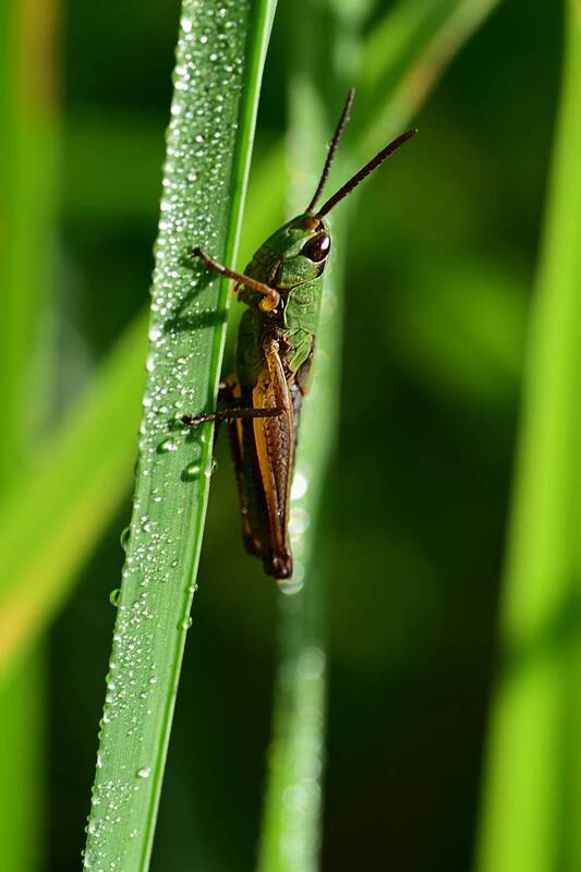 nikon z 9, nikkor z mc 105mm f/2.8 vr s Утренний выход фото превью