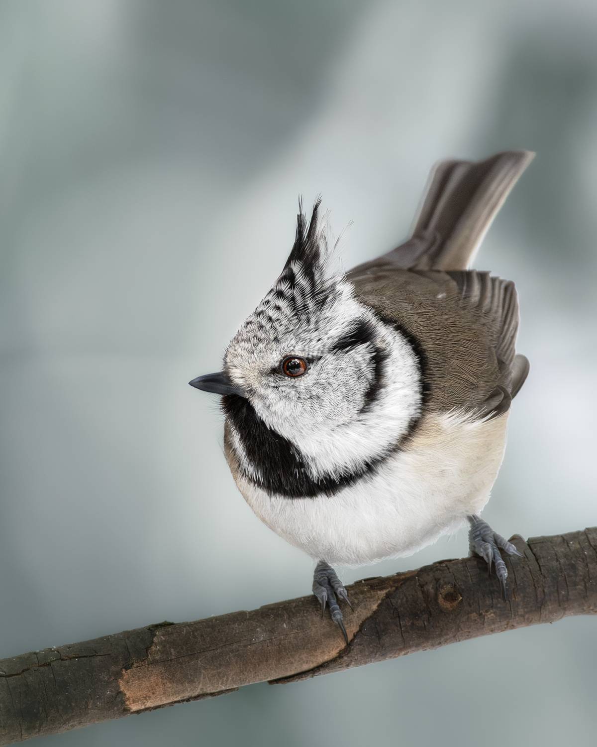 wildlife, birdwatching, nature, bird photography, птица, фотоохота, природа, гренадерка, Полина Шальнева