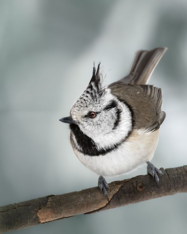 wildlife, birdwatching, nature, bird photography, птица, фотоохота, природа, гренадерка Гренадерка  фото превью