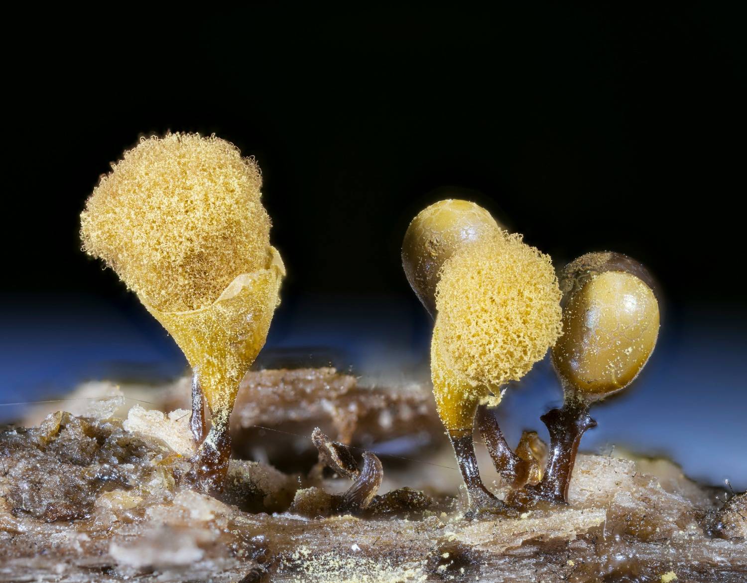 macrophotography, myxomicetes, plants, mushroom, Camilla Zocchi