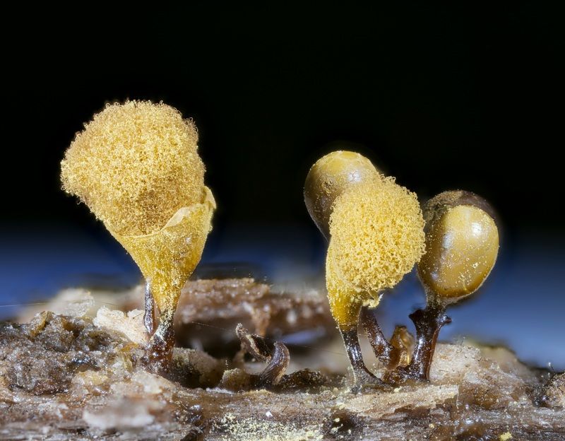 macrophotography, myxomicetes, plants, mushroom Before th popcorn effect  фото превью