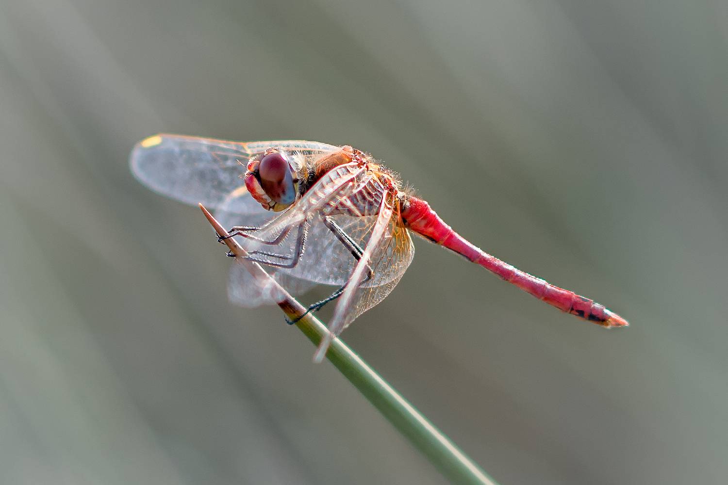 insect, macro, rojo, Agus