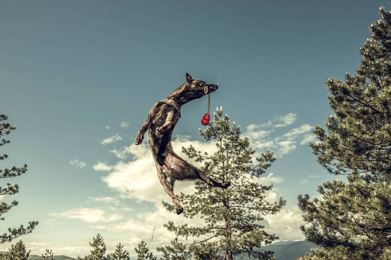 marko, radovanovic, serbia, srbija, jump, dog, catch, ball, play, game, high, wild, young, playfull, happy, animal, bestfriend Acting like a dog фото превью