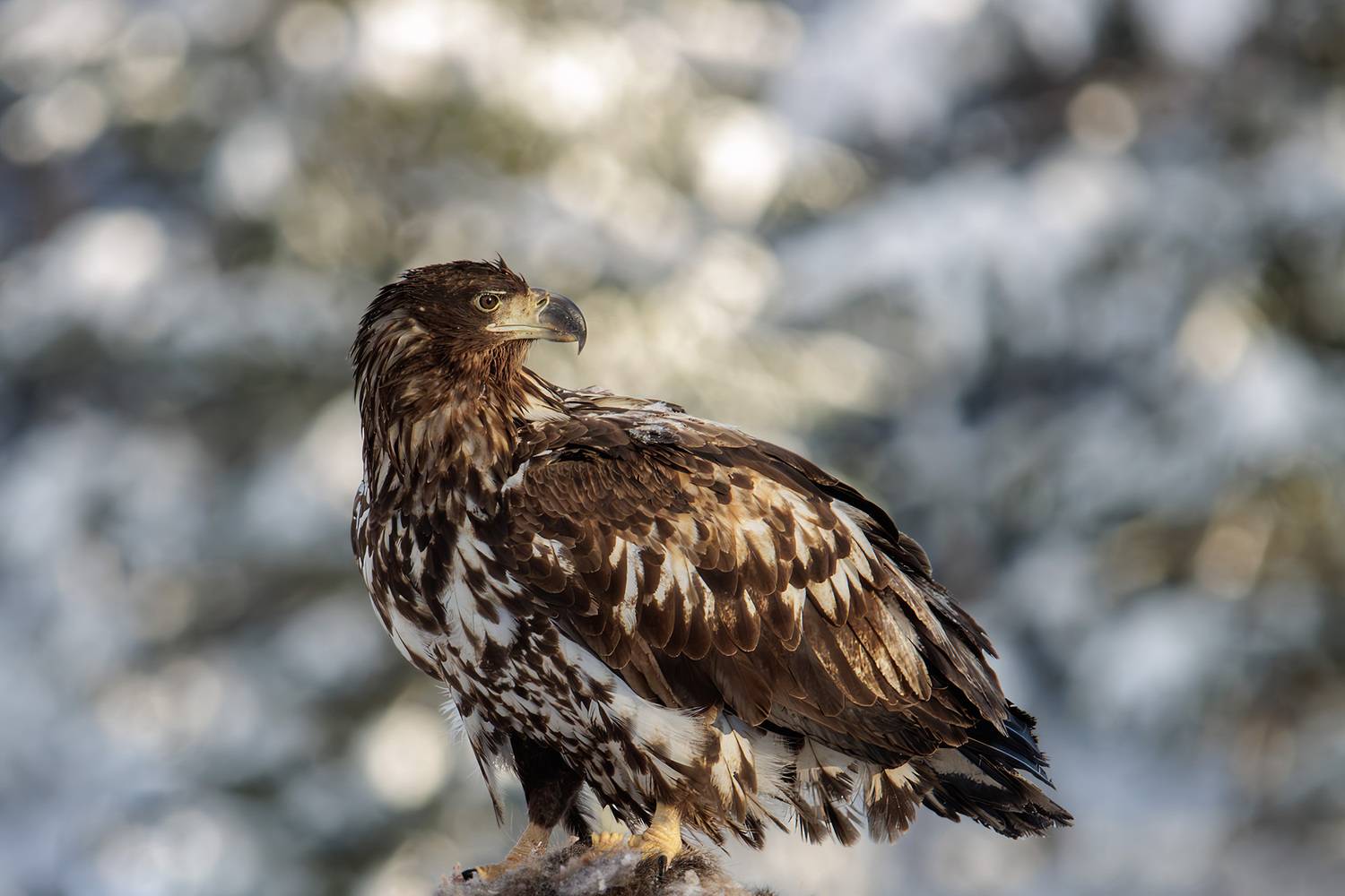 , Морозов Сергей