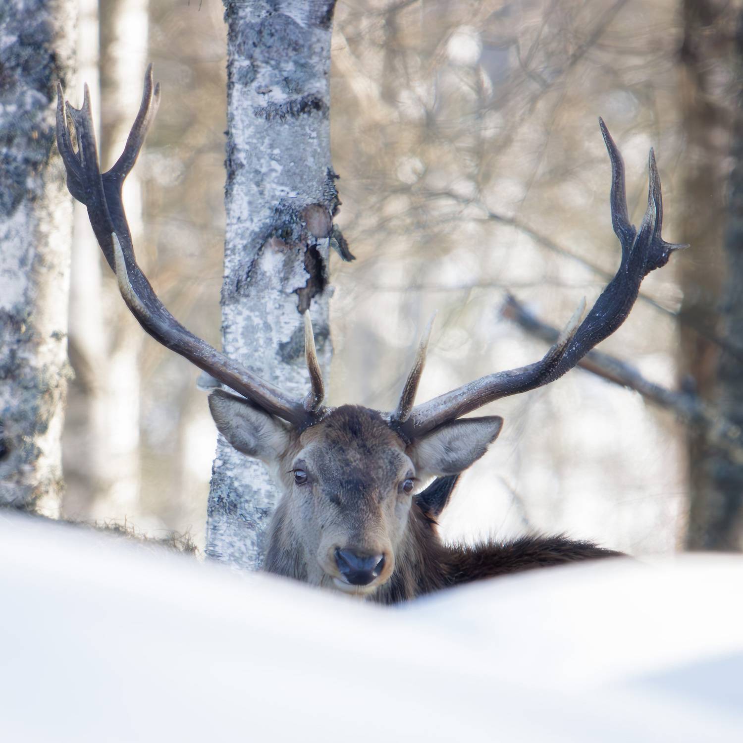 , Морозов Сергей