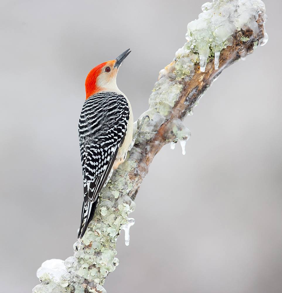 red-bellied woodpecker, каролинский меланерпес, woodpecker, дятел, snow, cold, winter, winter bird, зима, птицы, bird, Etkind Elizabeth