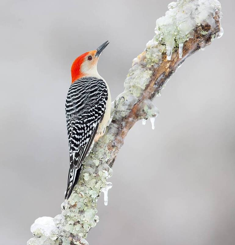 red-bellied woodpecker, каролинский меланерпес, woodpecker, дятел, snow, cold, winter, winter bird, зима, птицы, bird Red-bellied Woodpecker male - Каролинский меланерпес фото превью