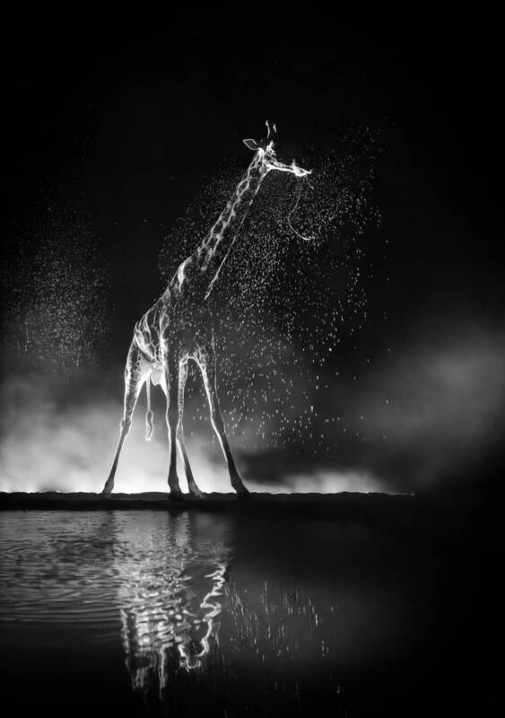 Кения, Шомполе  фото превью