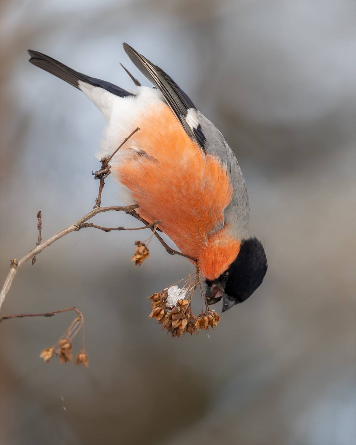 снегирь, птицы, Ruslan Pl