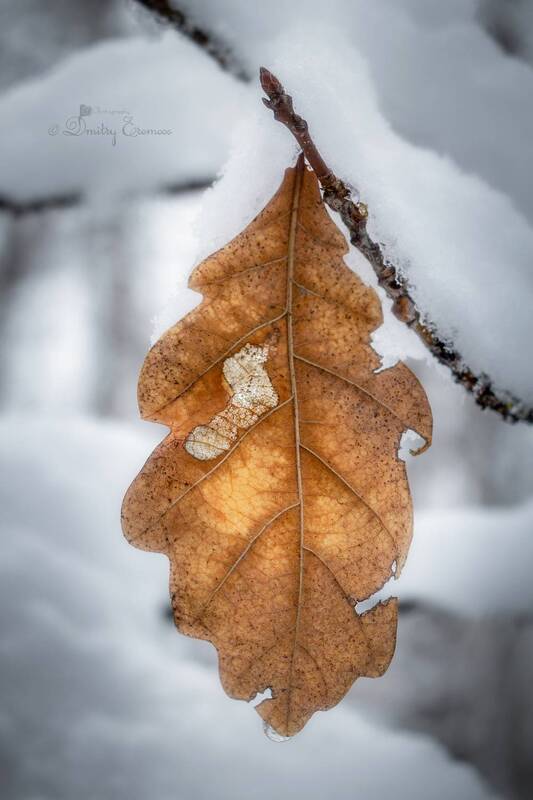 лист, зима, природа, снег Янтарный сон... фото превью