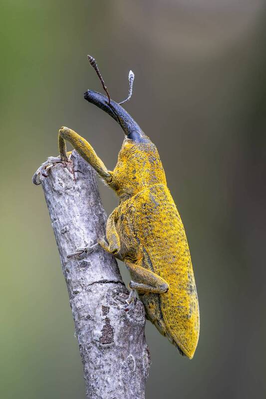 долгоносик Долгоносик фото превью