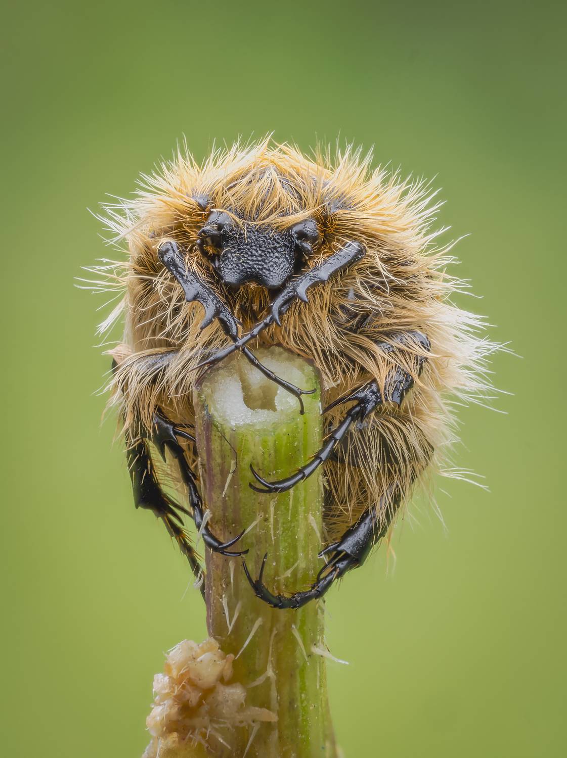 жук, бронзовка, Alexsandr Grigoriev