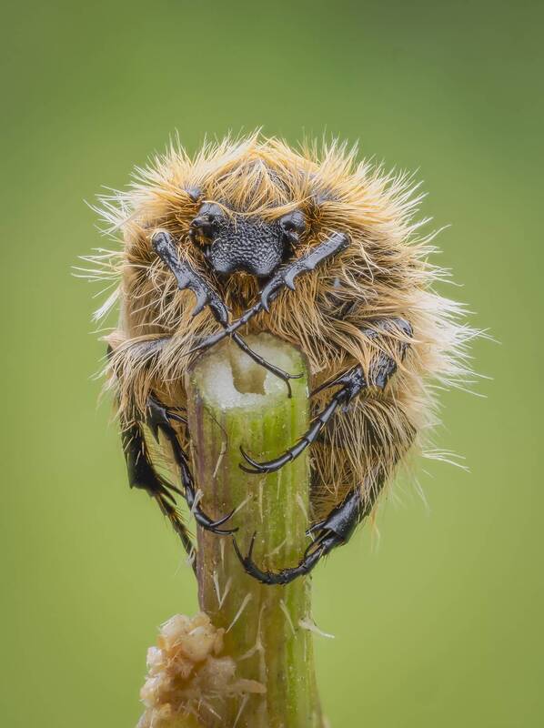 жук, бронзовка Бронзовка(Tropinota squalida ssp. pilosa) фото превью