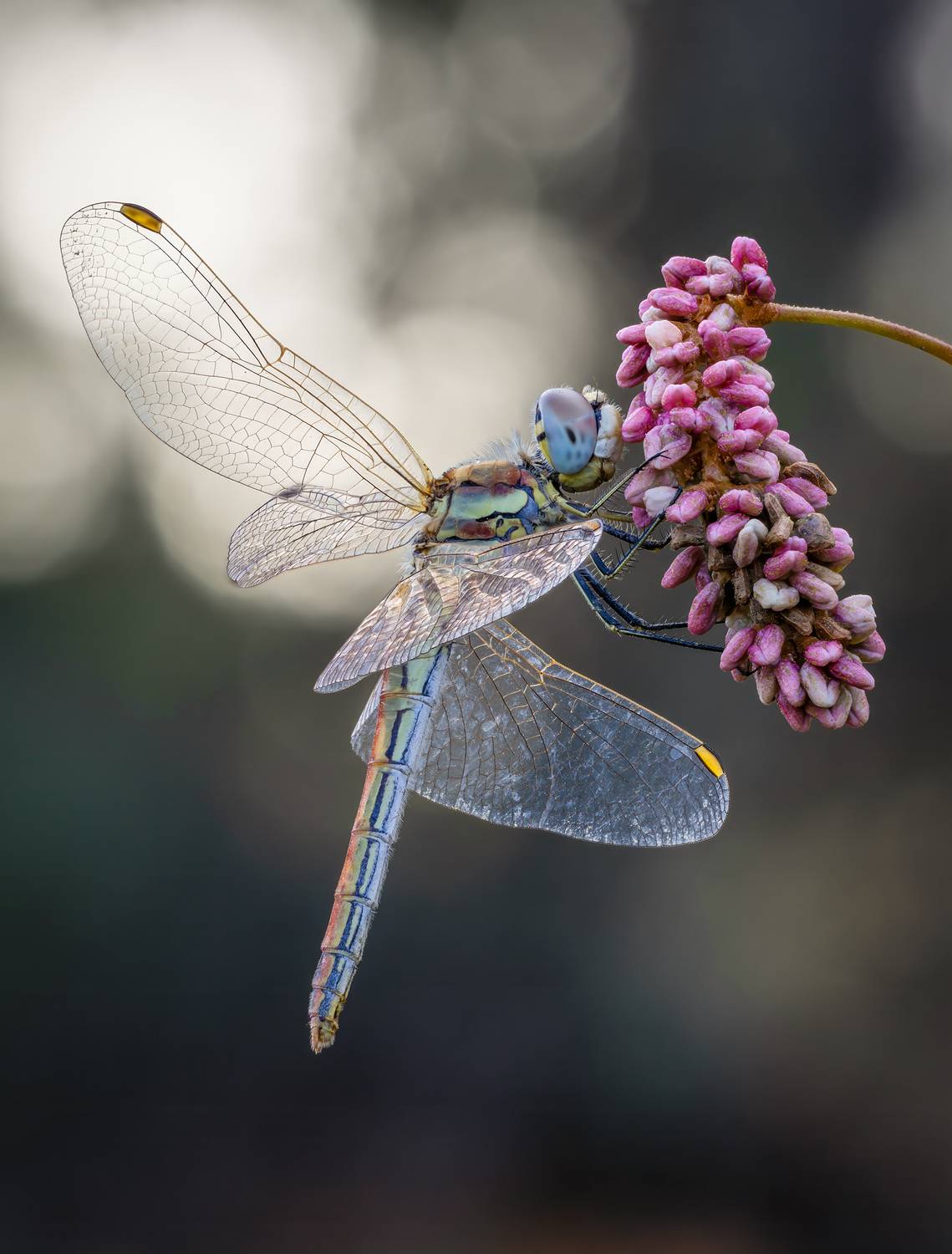 стрекоза, dragonfly, Alexsandr Grigoriev