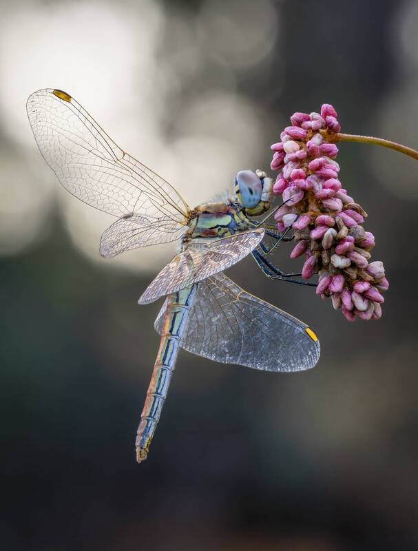 стрекоза, dragonfly Стрекоза.Dragonfly. фото превью