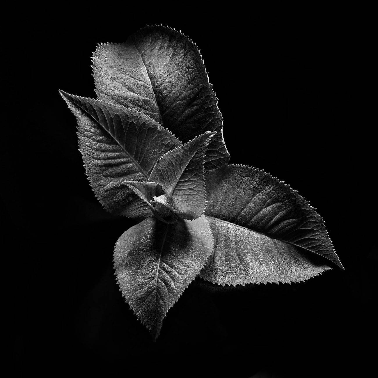 , Ирина Данилова