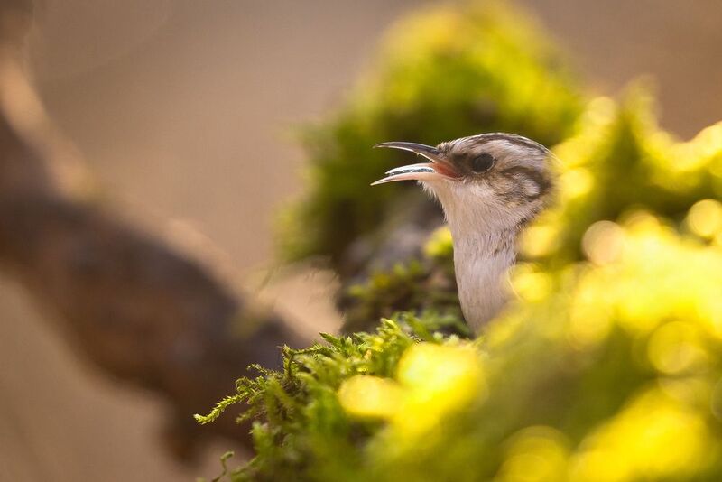 Certhia familiaris фото превью