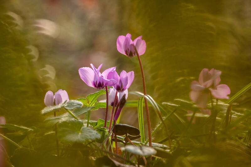 Цикламеновый мир фото превью